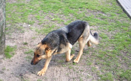 Znaleziona suczka Znaleziona suczka