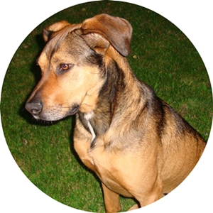 pies-przyjaciel człowieka