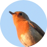 jak one pięknie śpiewaja