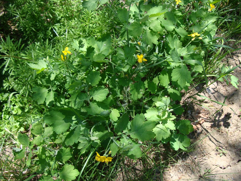 glistnik - "jask&oacute;łcze ziele"