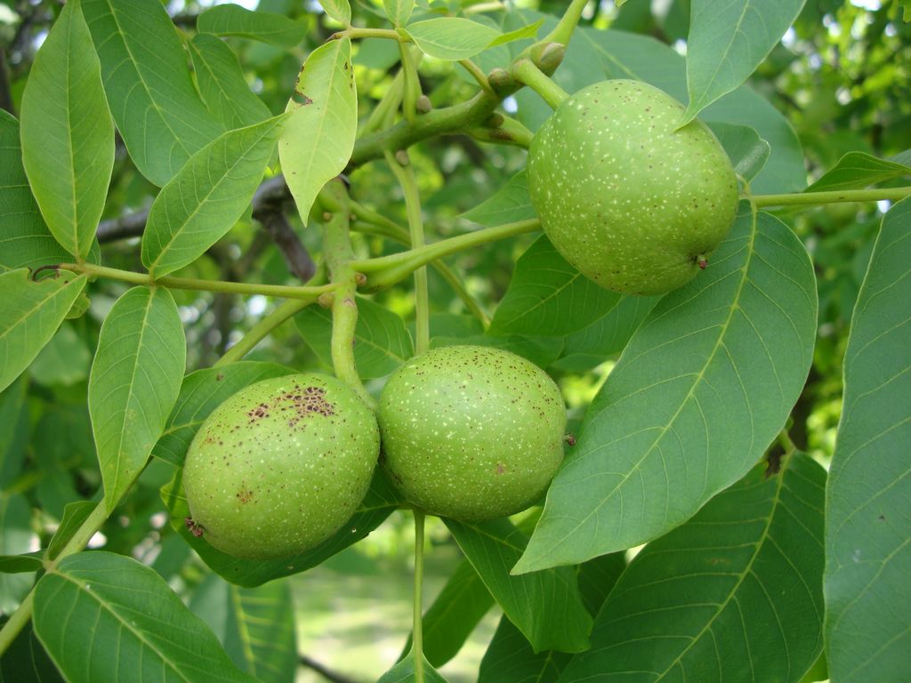 zielony orzech włoski