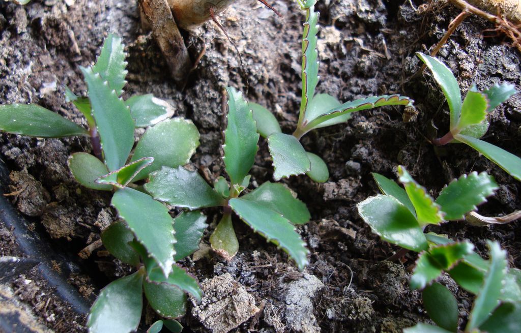 sadzonka żywor&oacute;dki