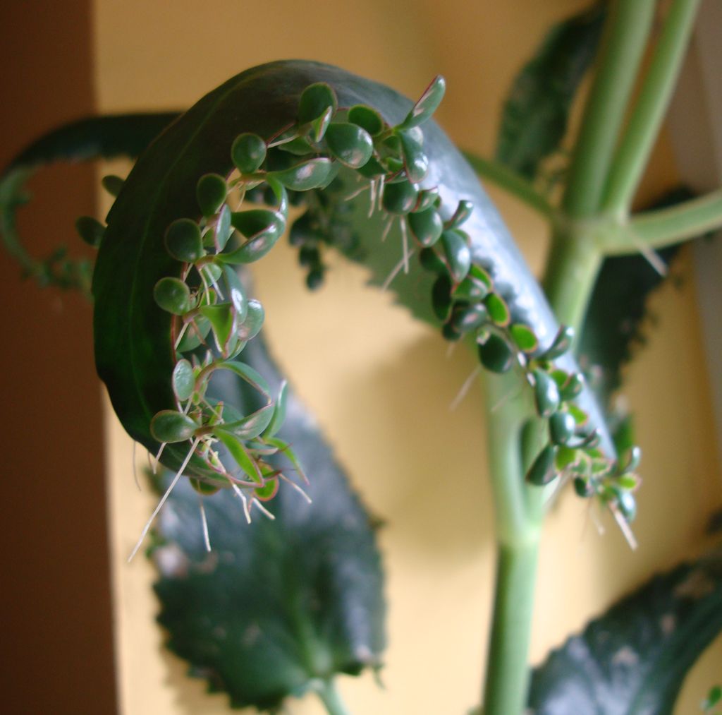 "dzieci" żywor&oacute;dki