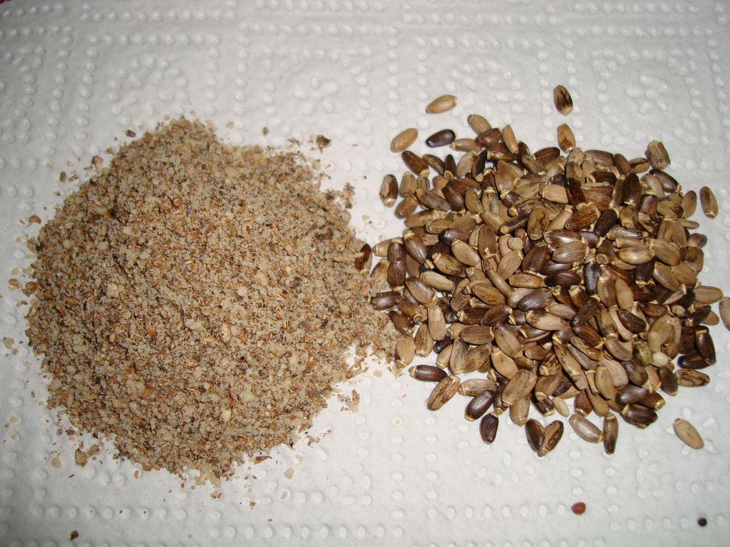 nasiona ostropestu plamistego