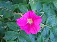 kwiat dzikiej r&oacute;ży