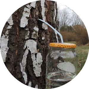 wiosenny pob&oacute;r soku brzozowego