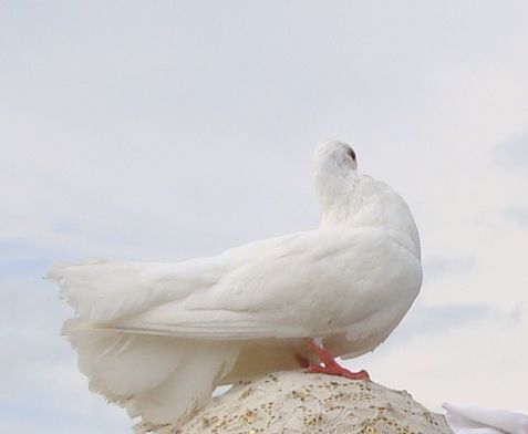 biały gołąb biały gołąb